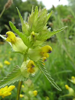 Yellow Rattle 